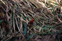 Archipel-des-Comores;-Branche;-Faune;-Foudi-rouge;-France;-Kaleidos;-Kaleidos-images;-La-parole-à-limage;-Laurent-Abad;-Mayotte;-Nature;-Océan-Indien;-Oiseau;-Plumage-rouge;-Stories-Pictures
